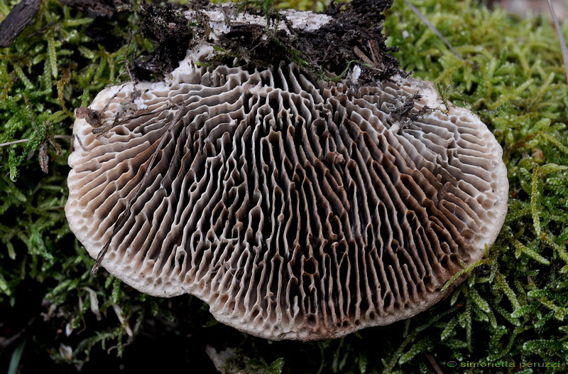 Aphyllophorales nella Tenuta di San Rossore